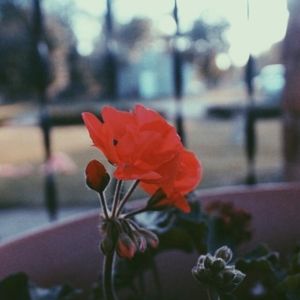 Meet your Posher, Aaliyah